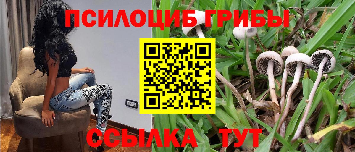 Псилоцибиновые грибы GOLDEN TEACHER  Псилоцибиновые грибы Magic Shrooms  Вход с VPN  Будённовск 